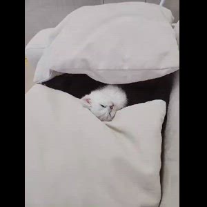 동영상 썸네일