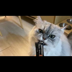 집사생활(커뮤니티) 츄르 추천합니당 ☺️ 반려동물 1등 쇼핑몰 펫