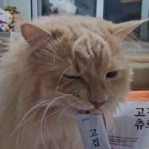 동영상 썸네일